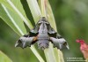 lišaj pupalkový (Motýli), Proserpinus proserpina (Lepidoptera)